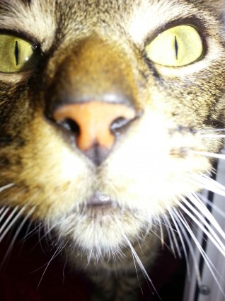  top tips for taking cat pictures - too close