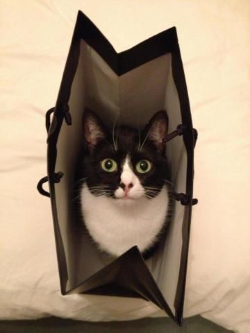 cat on the bag