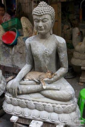 cats in unusual places - buddha