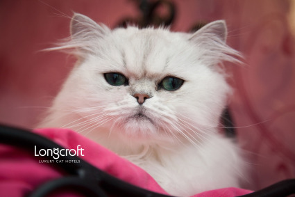 Longcroft free cat desktop wallpaper