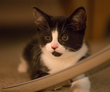 Blog 1 - Molly Kitten Longcroft Cat Hotel Winchmore Hill Amersham