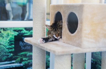 Comfortable Longcroft Luxury Cat